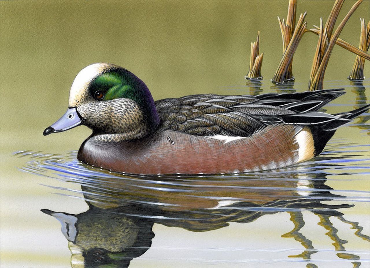   
																Gerald Putt, of Boiling Springs, Pennsylvania, has won the 2012 Nevada State Duck Stamp Contest 
															 