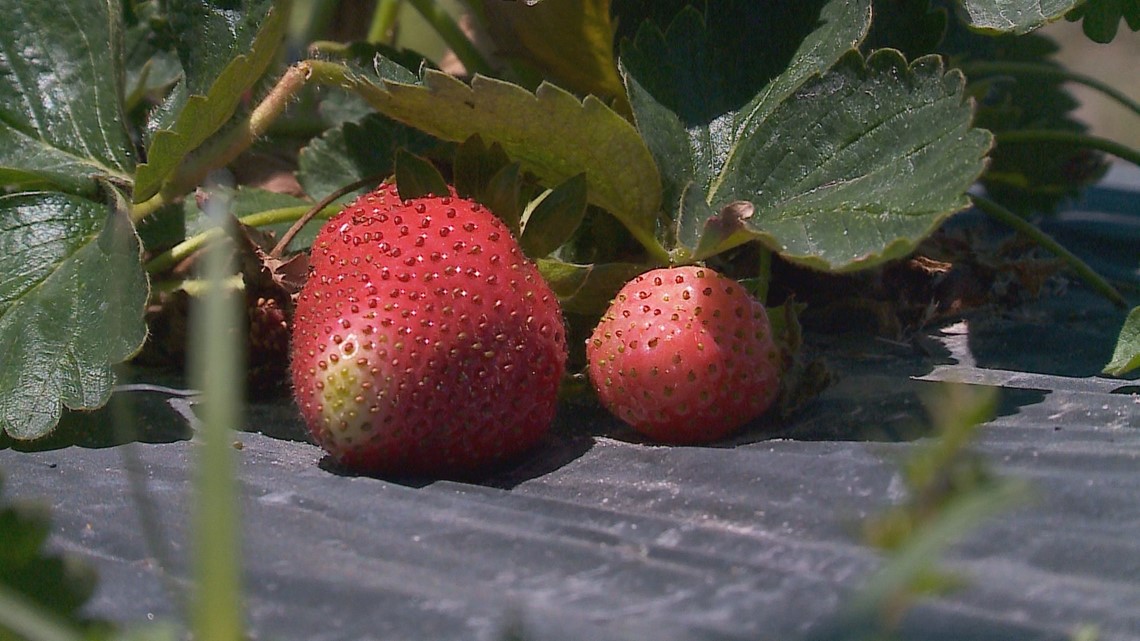  Where to go strawberry picking in Virginia Beach and elsewhere in Hampton Roads 