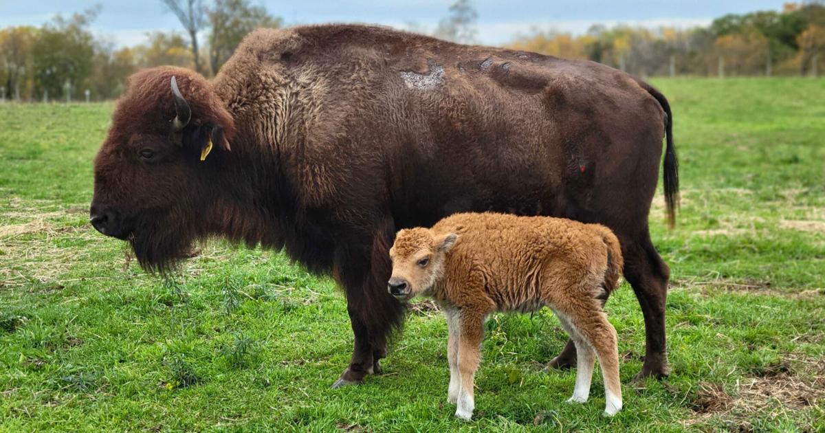   
																Lehigh Valley Zoo welcomes baby bison 
															 
