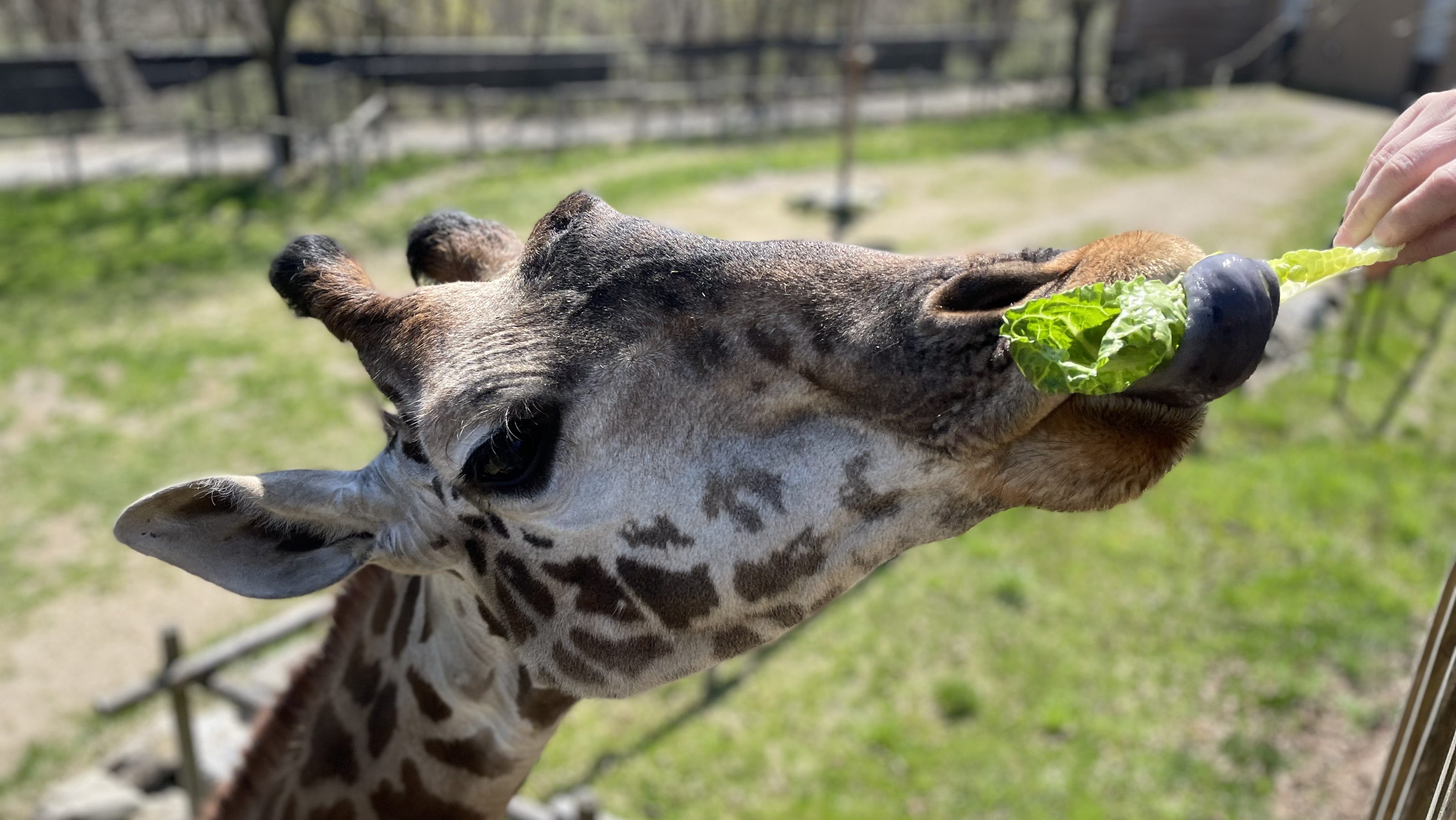  Adventure awaits: Meet giraffes, wolves, otters and more at Lehigh Valley Zoo 