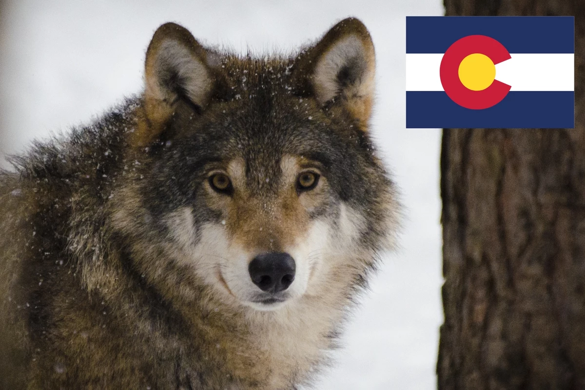  Second Wolf Attack in Colorado Sparks Outrage 