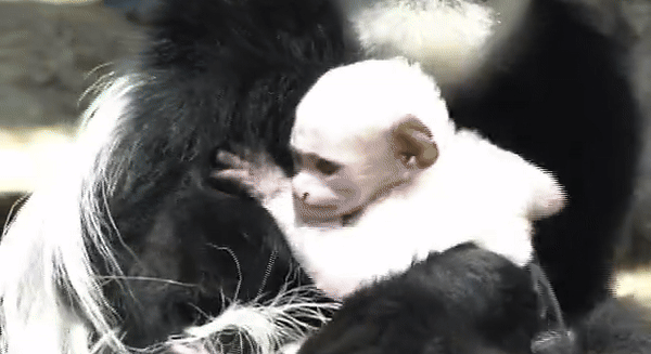  Colobus Monkey Mom Shows Off New Baby at Indiana Zoo 