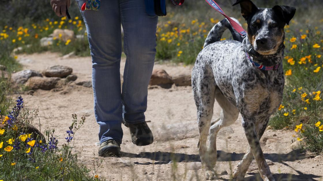  A giant list of dog-friendly places and things to do in Tucson 🐶 