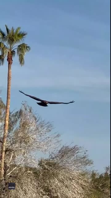  Bald Eagle Swoops Through Scottsdale Park for Daily Fish Meal 