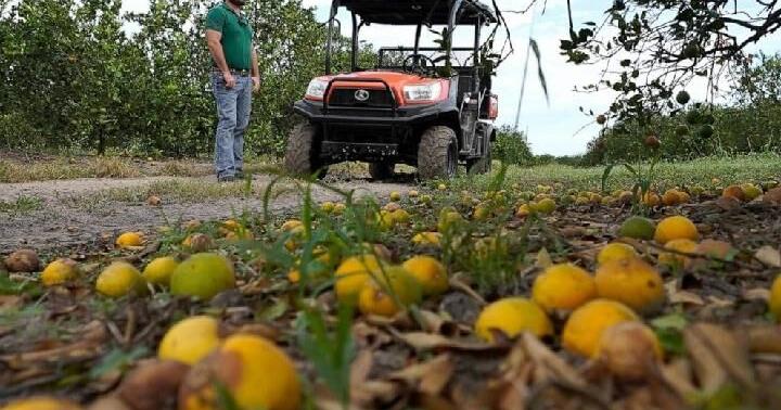  Florida's citrus forecast takes a hit 