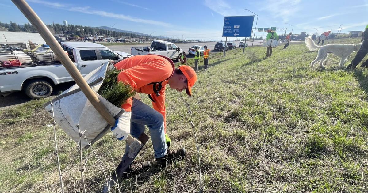  Pine trees planted off I-90 in Spokane Valley to increase city canopy 
