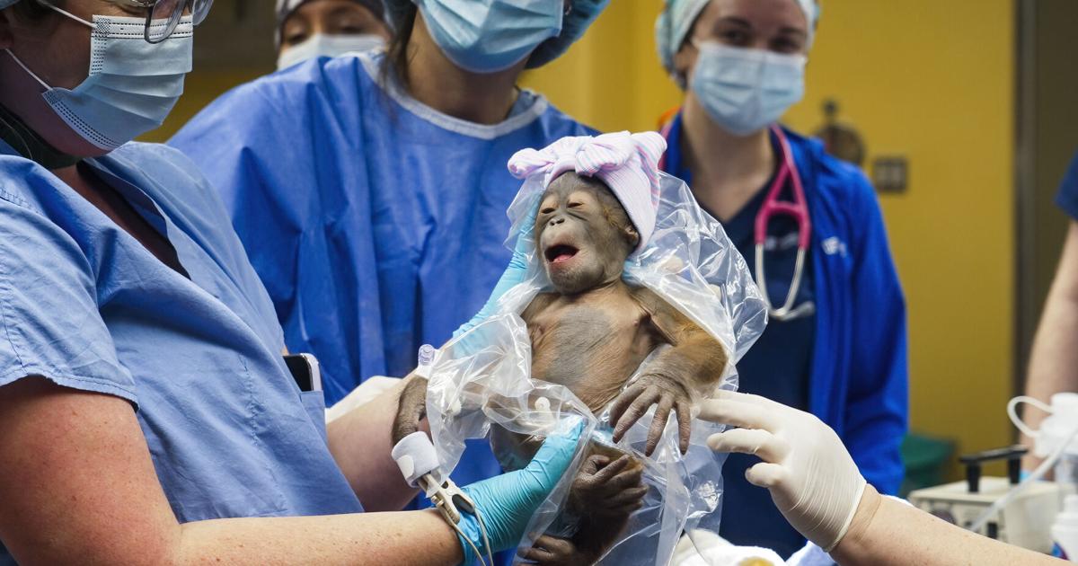 Baby Orangutan Florida 