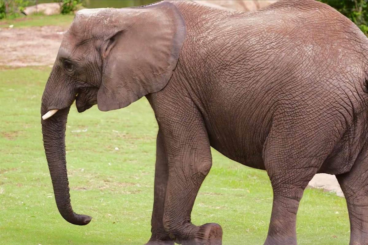  Kansas Zoo Announces 5 of Its 6 Female Elephants Are Pregnant and Expecting Calves in 2025 