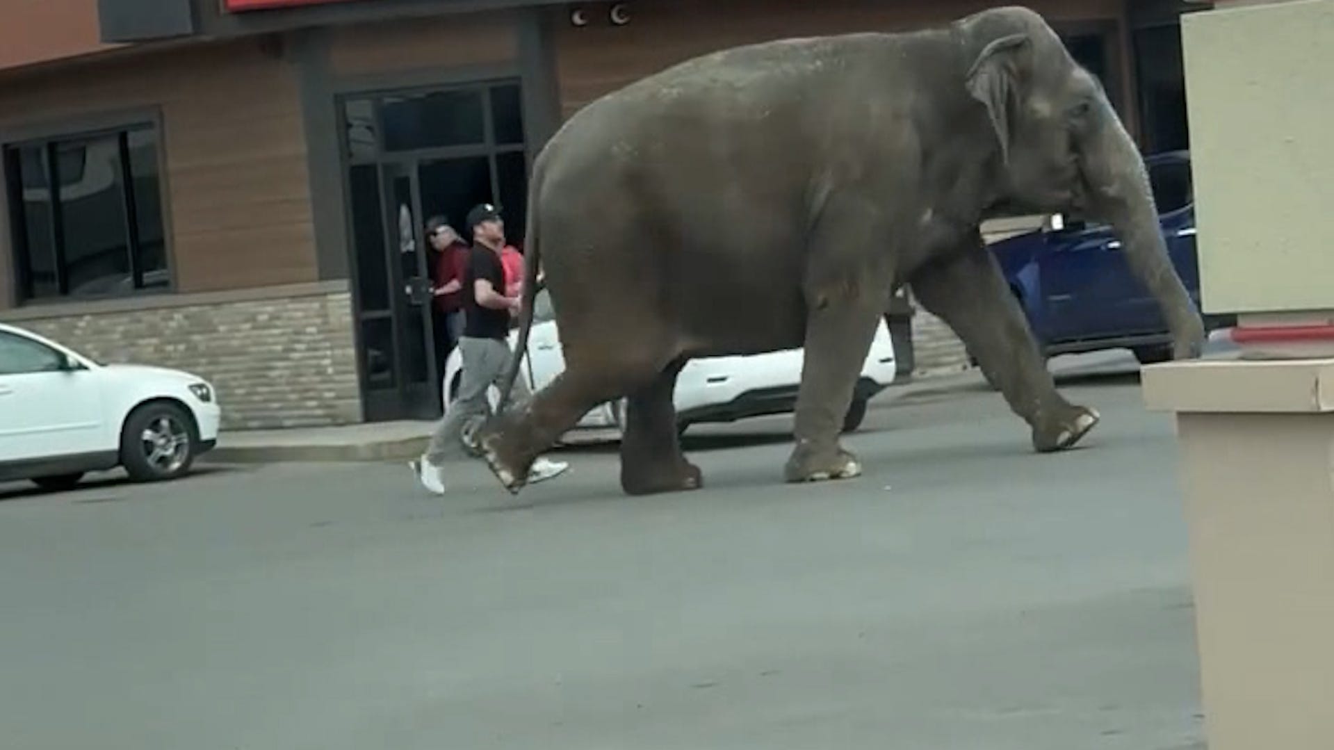  Montana elephant escape recalls Zanesville, Ohio, exotic animal release, shooting deaths 
