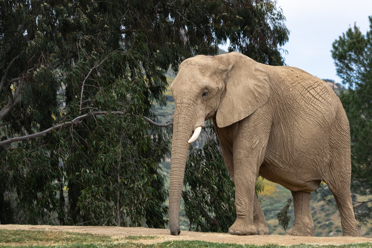  Wichita Zoo Drops a Huge Pregnancy Announcement About Their Female Elephants 