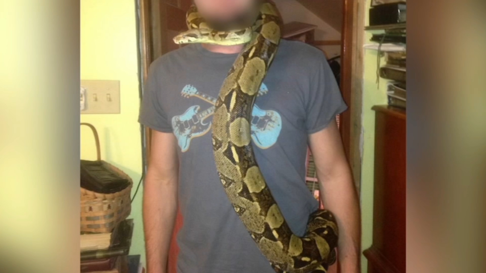  Missing boa constrictor causes concern among neighbors in Pennsylvania town 