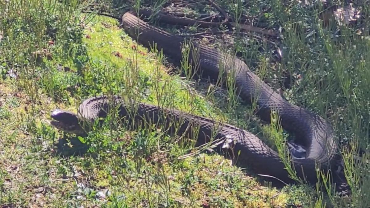  Massive Snake Found In Lake In HV, New York, Many Terrified 