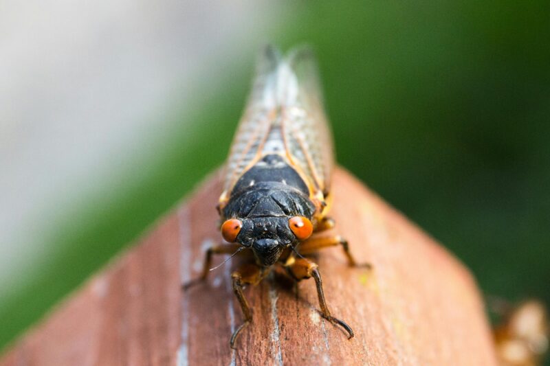  The cicadas are coming! The cicadas are coming! 