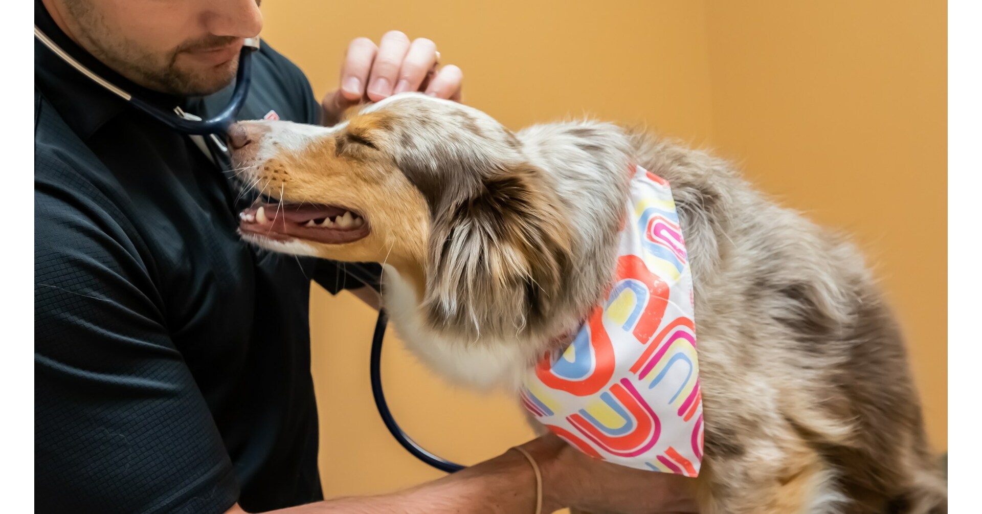  Binder Animal Hospital in St. Louis, Missouri Introduces Same-Day Urgent Care Services 