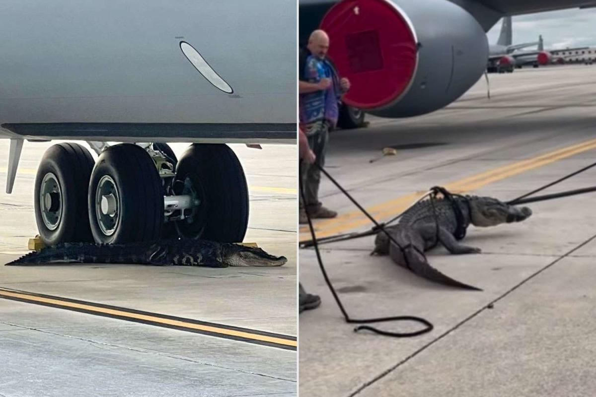  Tarmac Takeover! Alligator Blocks Planes by Resting on Florida Runway and Resisting Capture 