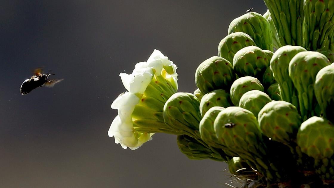  Saguaro National Park is staying open late for a flower festival this weekend 🌼🌵 