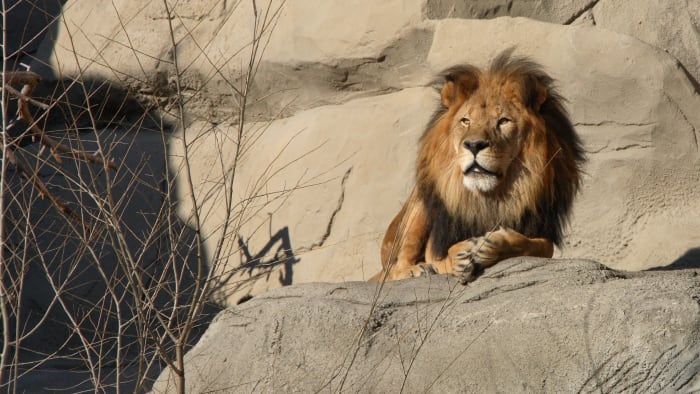  Simba the lion to leave Detroit Zoo after more than a decade 