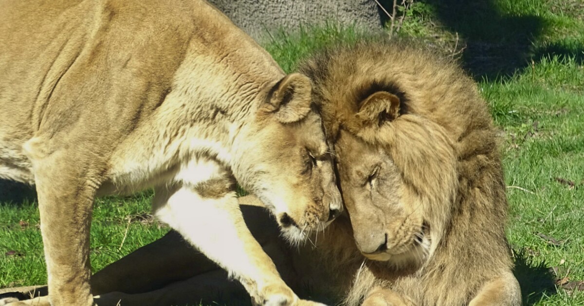  Detroit Zoo announces Simba the lion will be leaving in the near future 