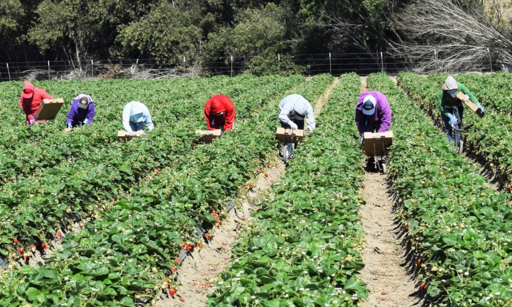  ‘Every day was a bad day’: Children working in agriculture aren’t protected equally 