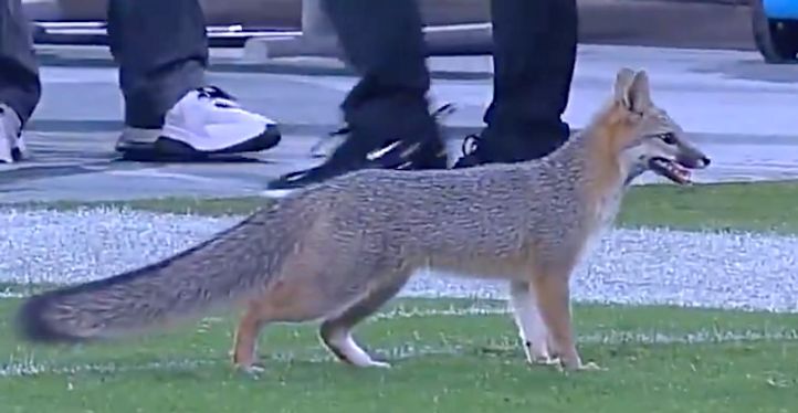  Fox Runs Amok At Arizona State Football Game And It's Wild 