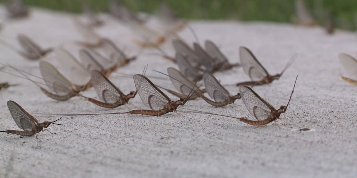  The return of the mayflies 