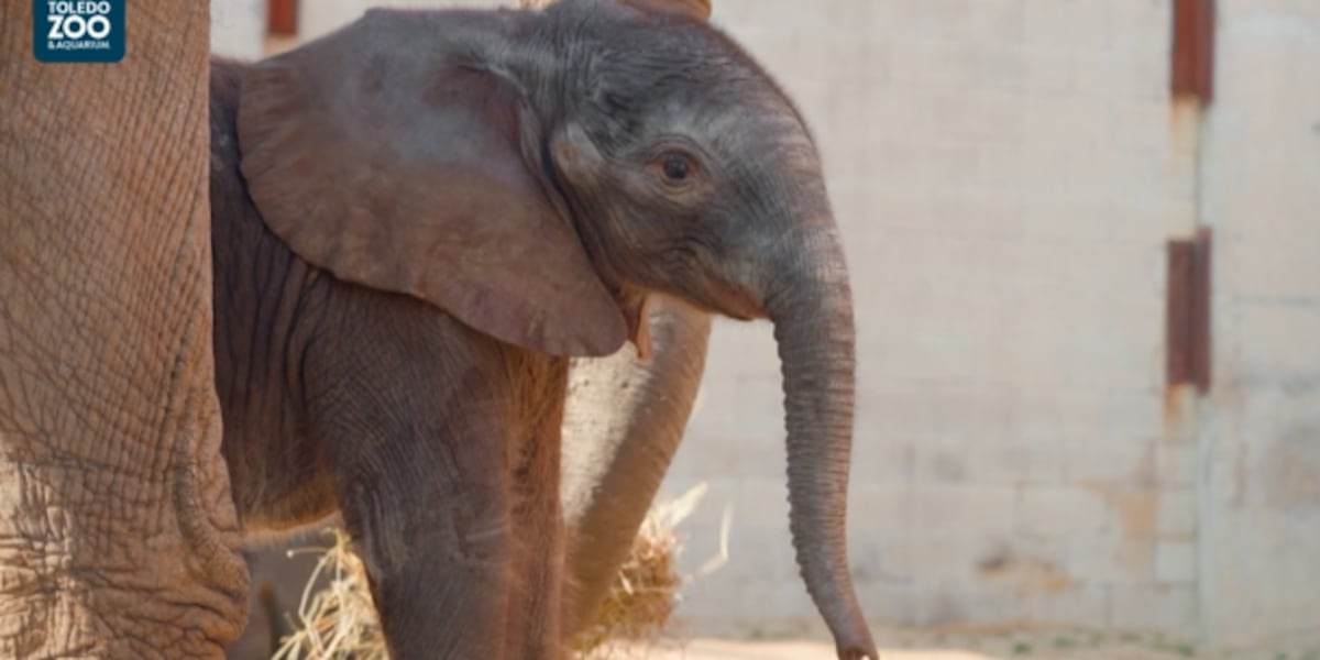  Baby elephant at Toledo Zoo, thought to be a male, is actually a female 