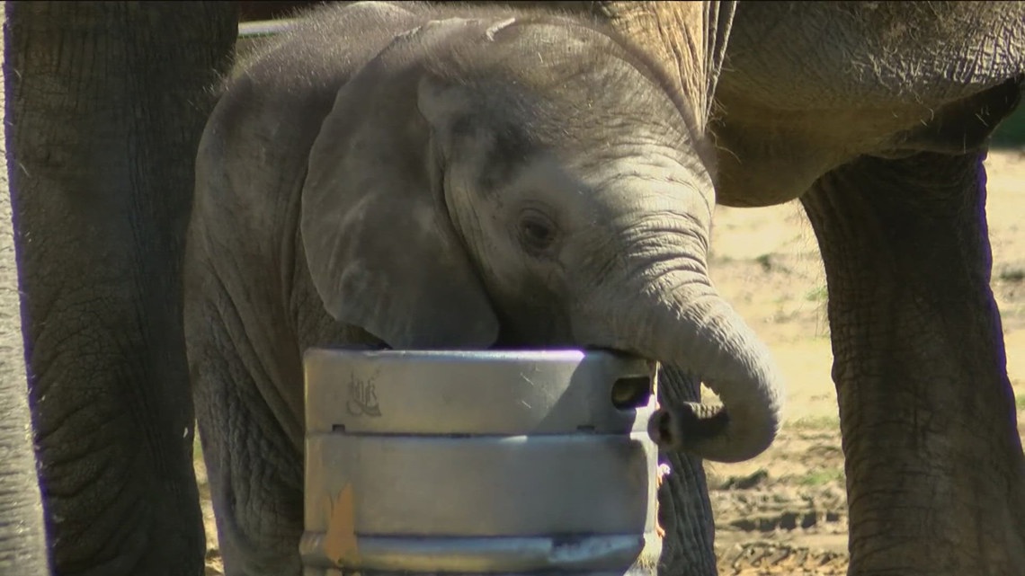  It's a girl! Toledo Zoo announces second gender reveal for baby elephant 