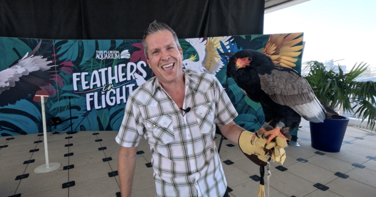  The Florida Aquarium in downtown Tampa debuts new bird show 'Feathers in Flight' 