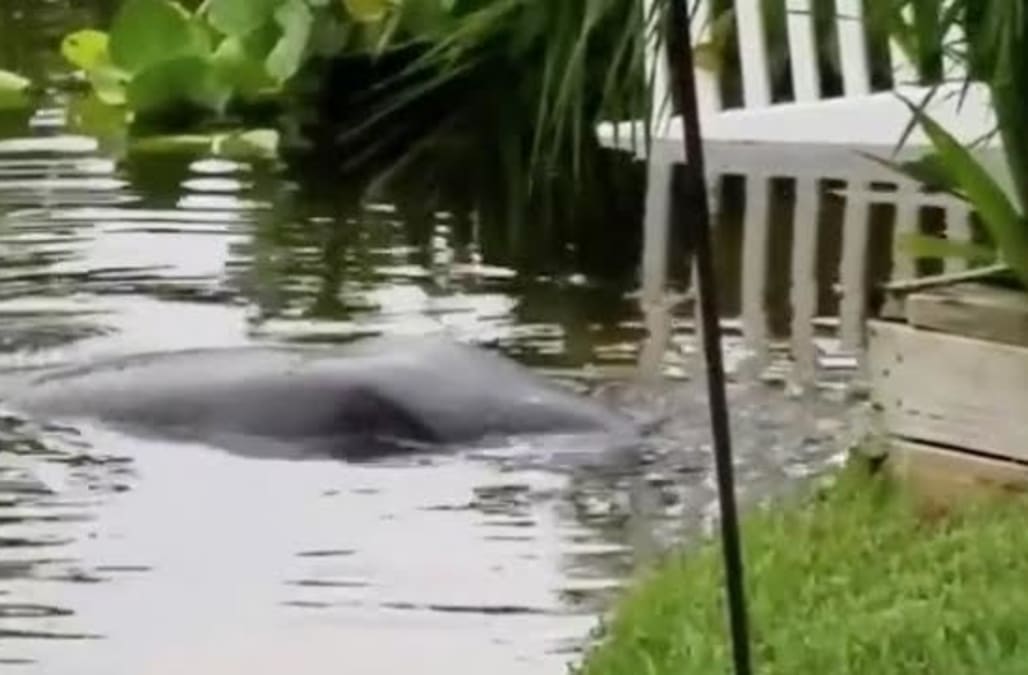  Manatees are making Florida couple's lawn a regular meal 