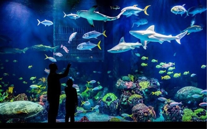  Springfield’s Wonders of Wildlife Aquarium Voted “America’s Best Aquarium” for 6th Year 