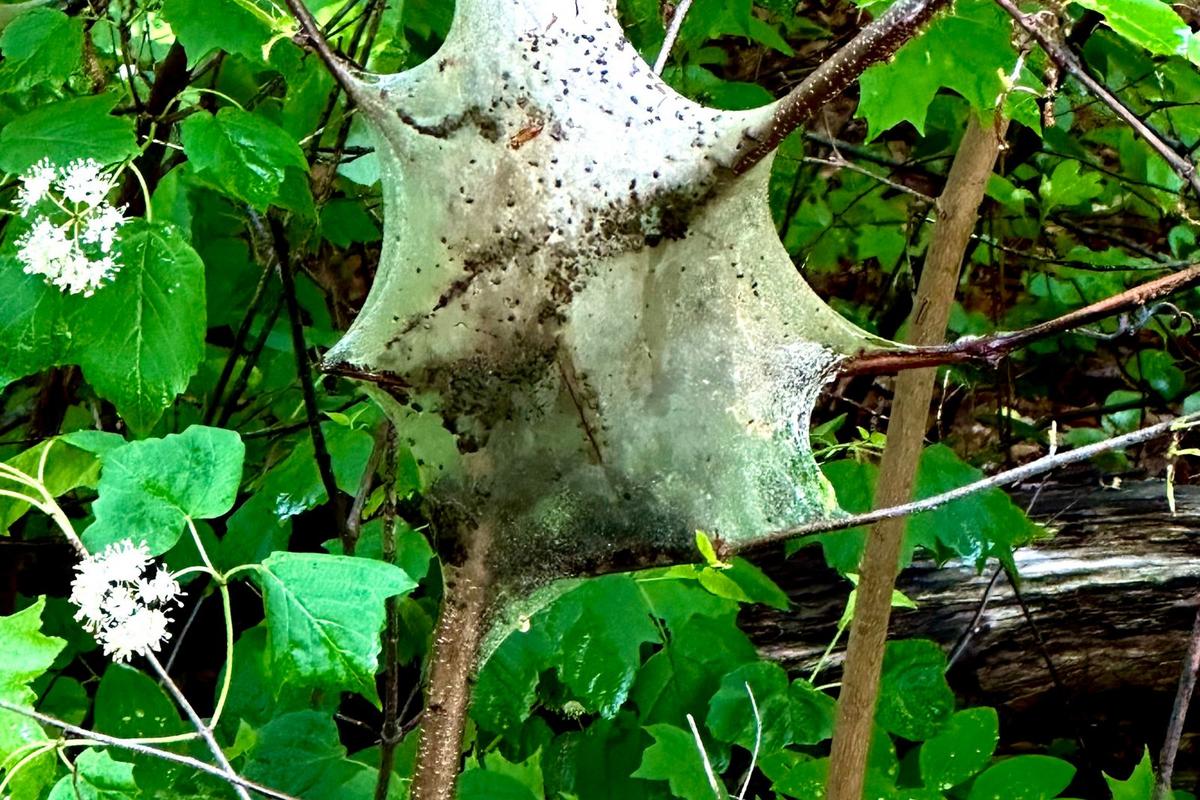  What is Lurking Inside These Creepy, Sci-Fi-Looking Cocoon Webs Around New England? 