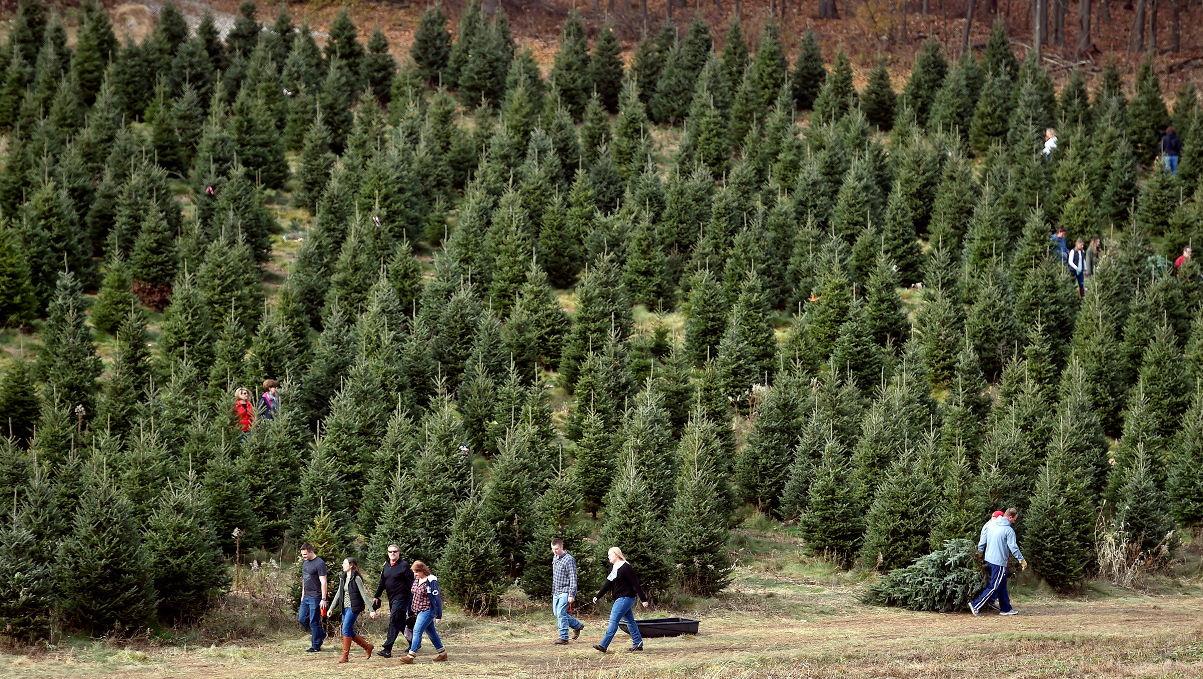  Here's why Pennsylvania won't run short on Christmas trees, mushrooms or holiday spirits 