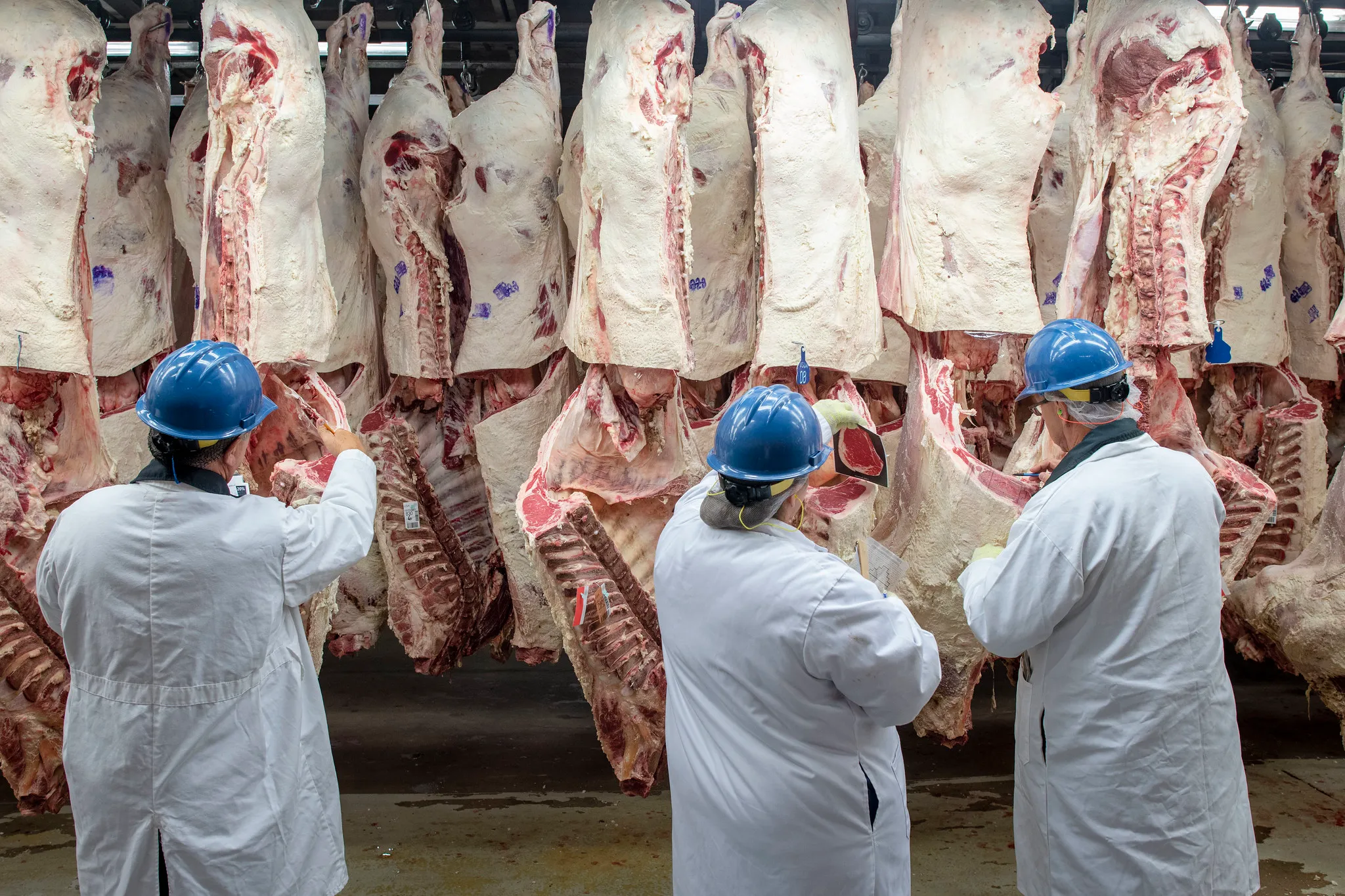  As USDA updates the Packers and Stockyard Act, meat industry increases political spending, lobbying • Arkansas Advocate 