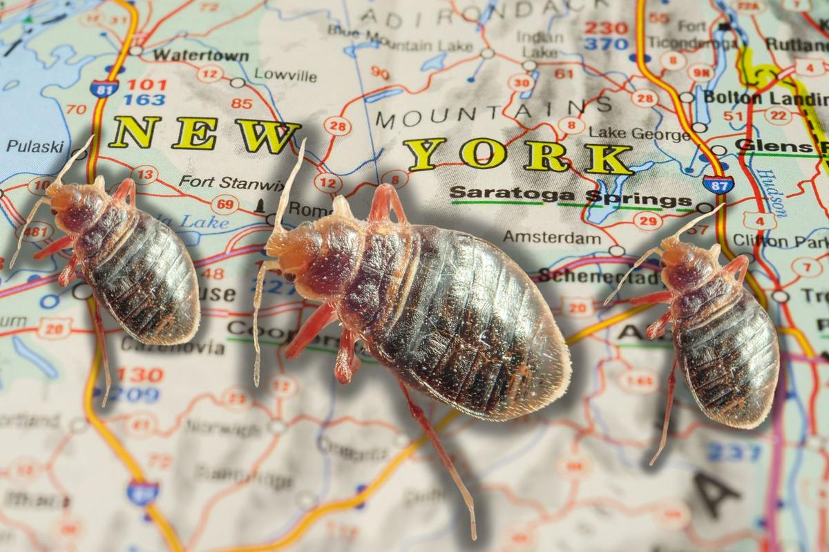 Seven Cities in New York Make 2024’s Worst in U.S. for Bed Bugs List 