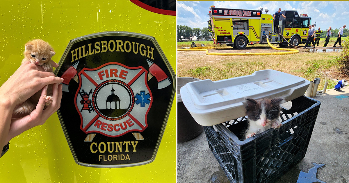  Things Get Downright Adorable When a Tampa-Area Fire Rescue Saves the Day for Kittens 