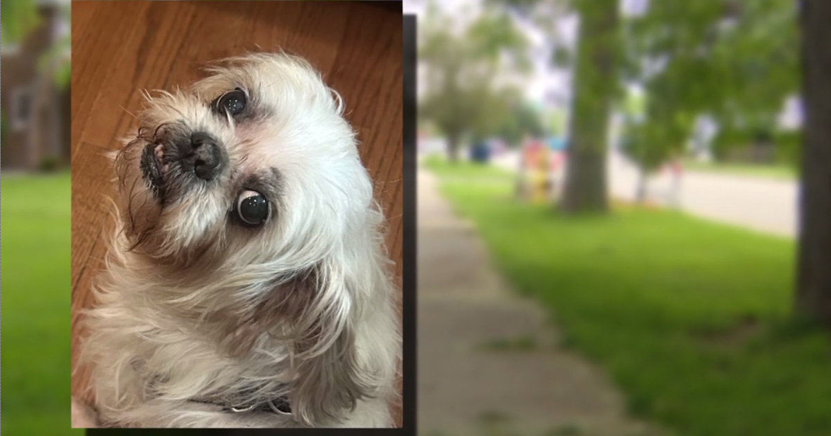   
																Waukegan family pleads for return of stolen therapy dog 
															 