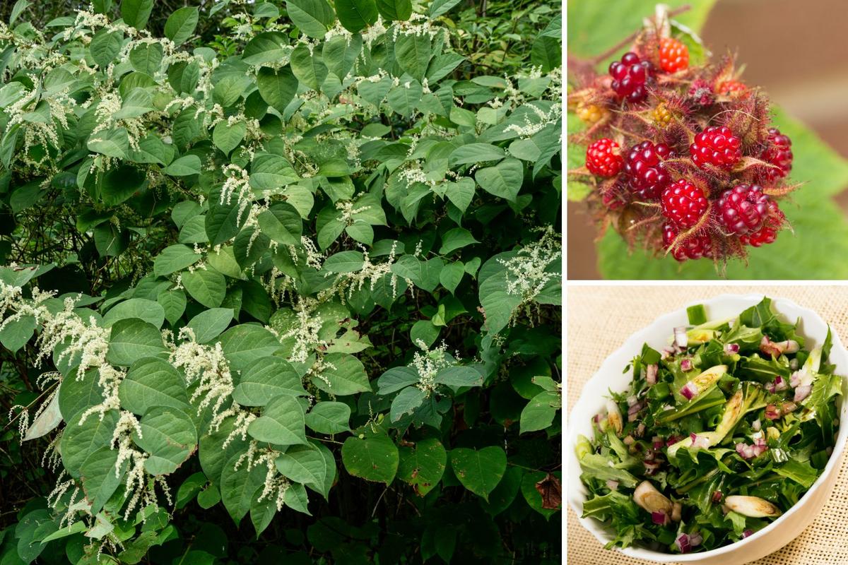   
																Learn About Edible Invasive Plants That Call New York Home 
															 
