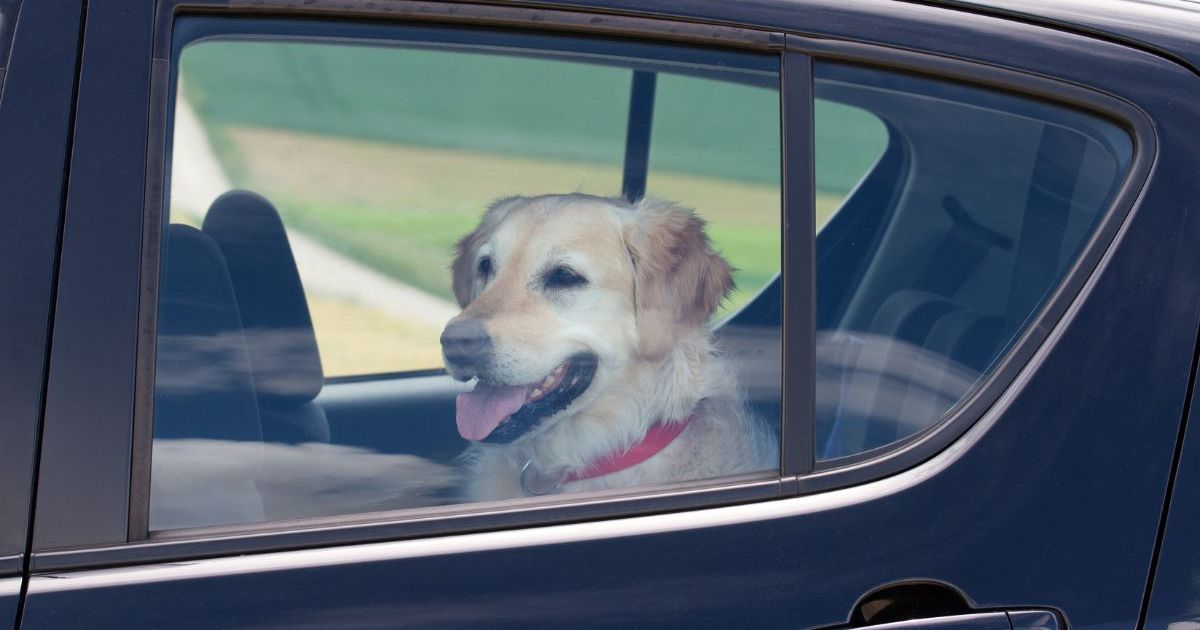   
																Florida Woman Leaves Dog in Hot Car While Attending Meeting 
															 