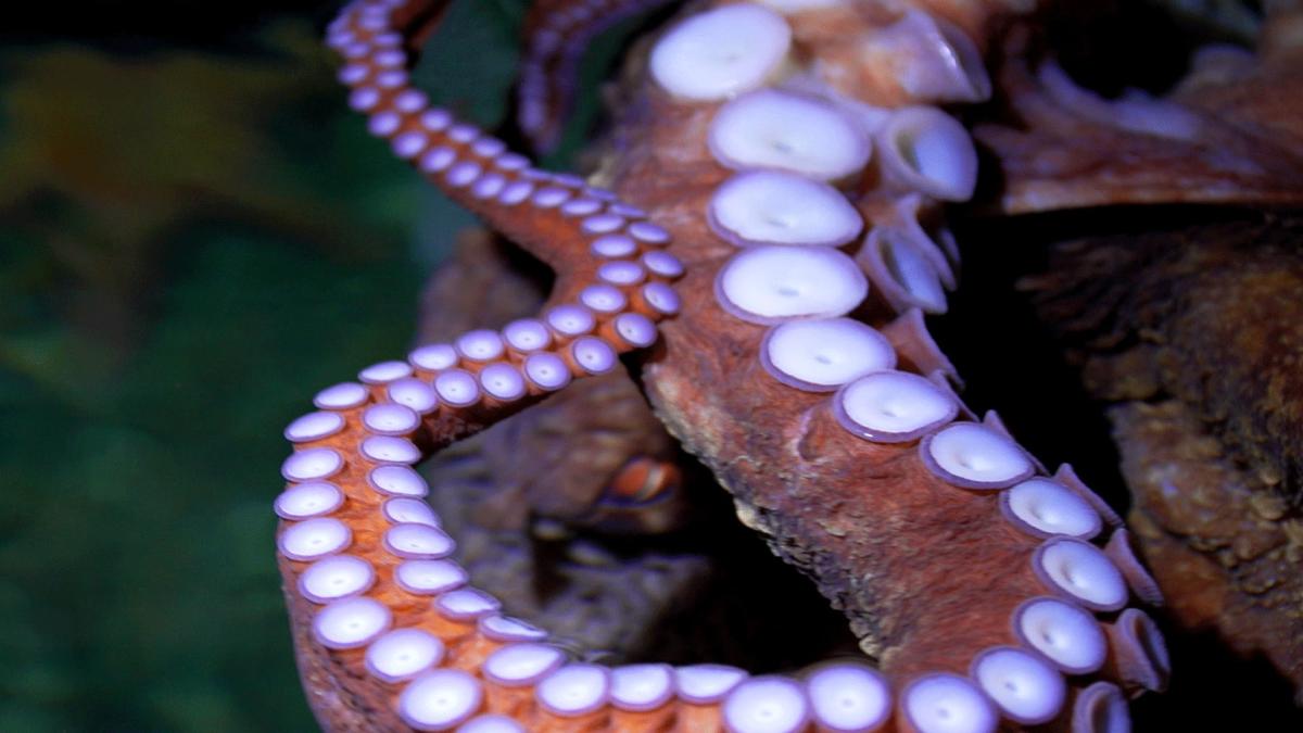  'I won today': What it's like to train a highly intelligent octopus 