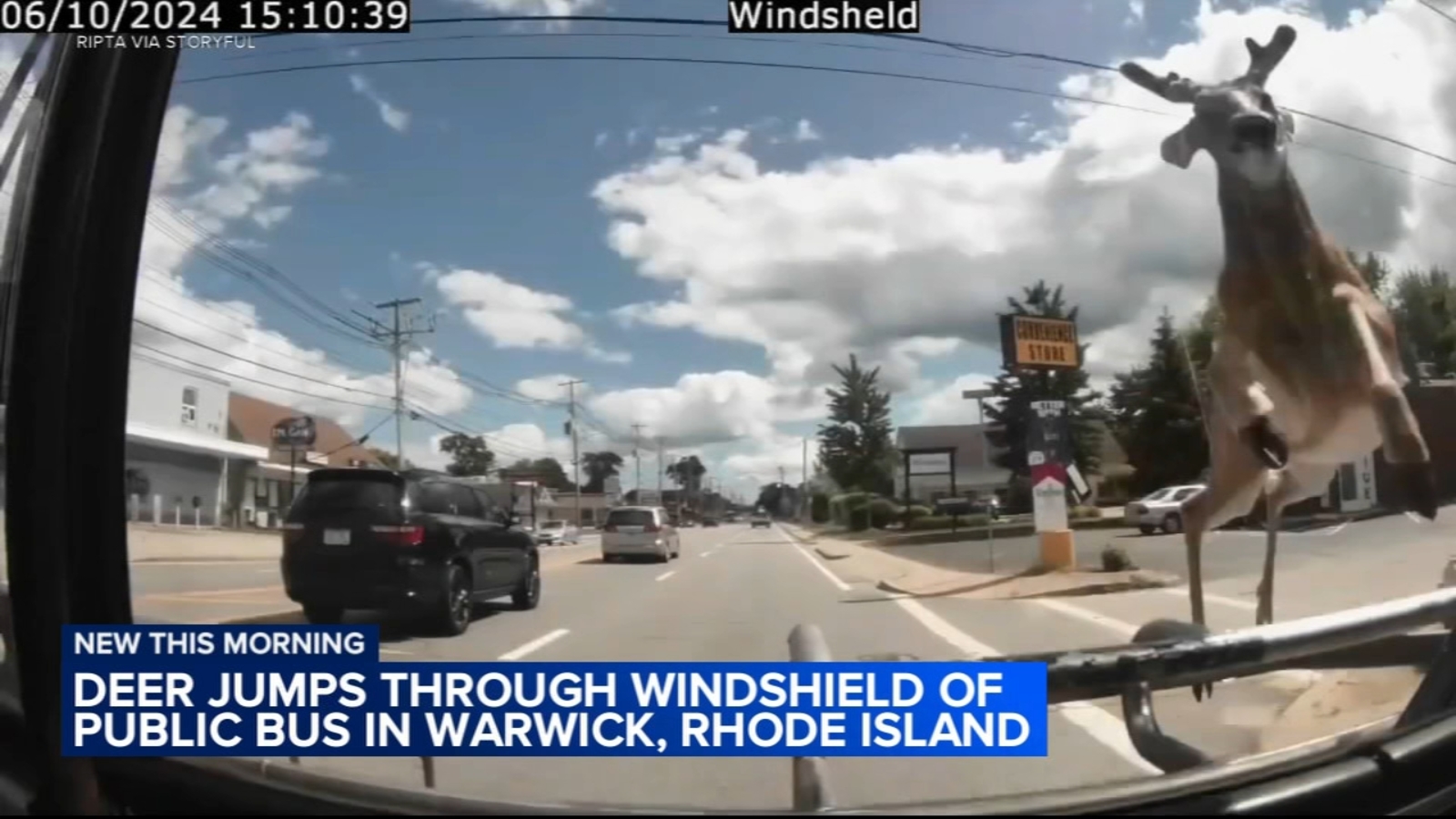   
																Deer jumps through windshield of public bus in Rhode Island: VIDEO 
															 