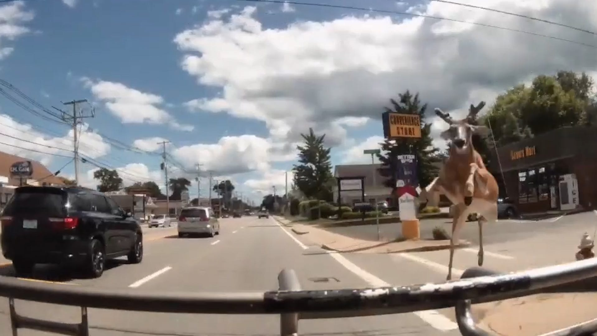 Video shows deer crashing into bus in Rhode Island injuring 3: Watch dramatic scene unfold 