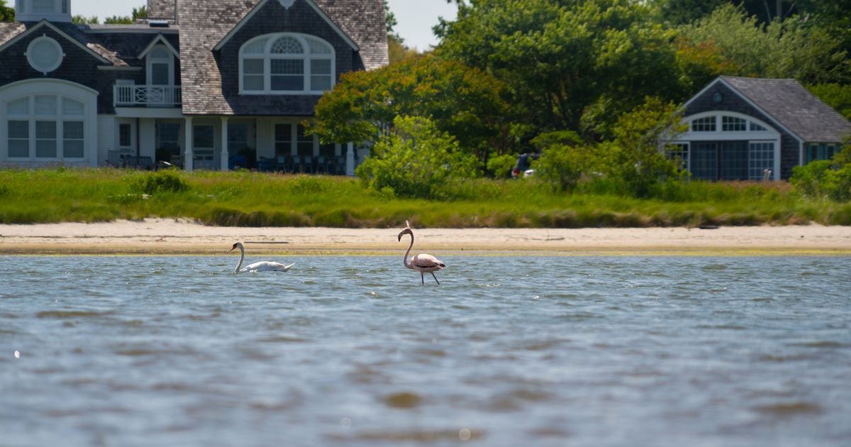  A Wild Flamingo Is Summering in the Hamptons 