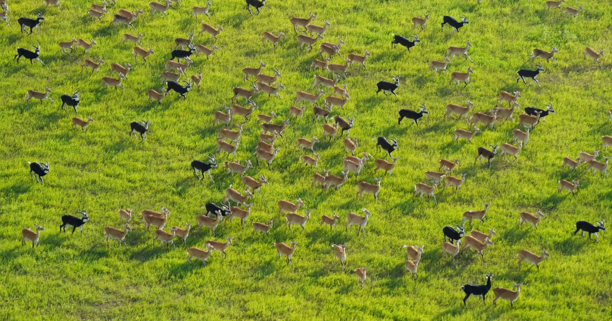  South Sudan says its 6M antelope make up world’s largest land mammal migration, but poaching on rise 