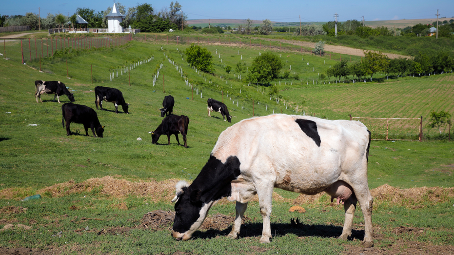  Denmark imposes world's first carbon tax on flatulent farm animals 