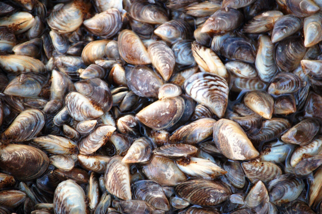  Washington on guard for troublesome mussel found in Idaho last year 