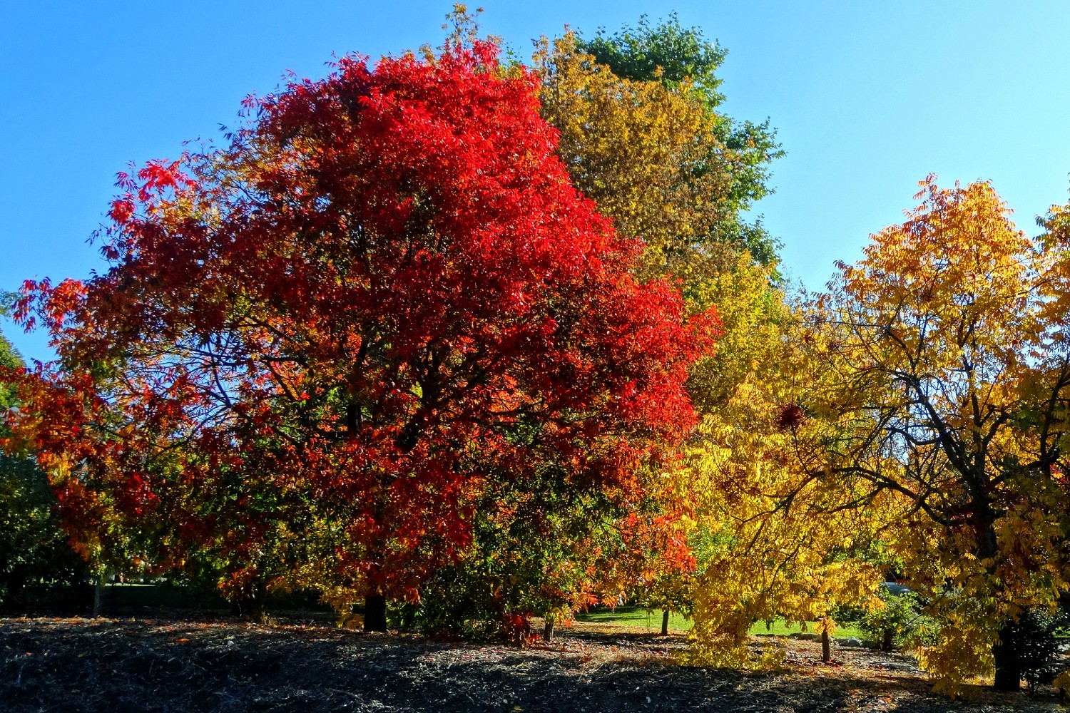  Plan a trip to see some incredible fall foliage: 7 stellar spots across the U.S. 
