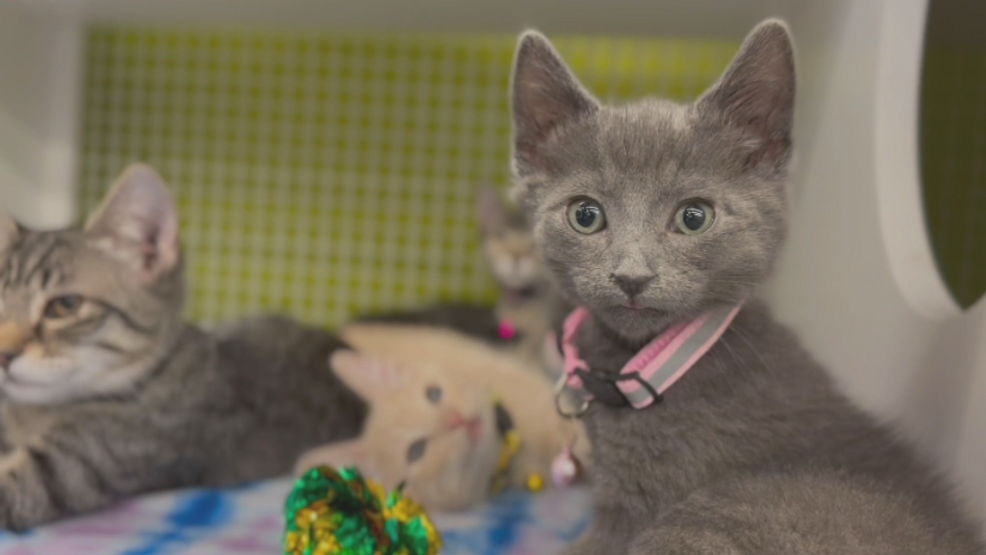 Missed the Tri-City Kitty Rescue event? More opportunities to adopt and help this summer 