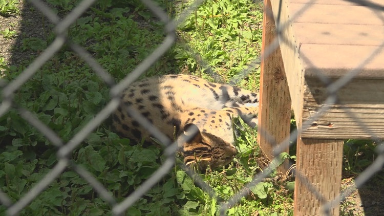  Cat Tales Wildlife Center adapts to incoming heat wave 