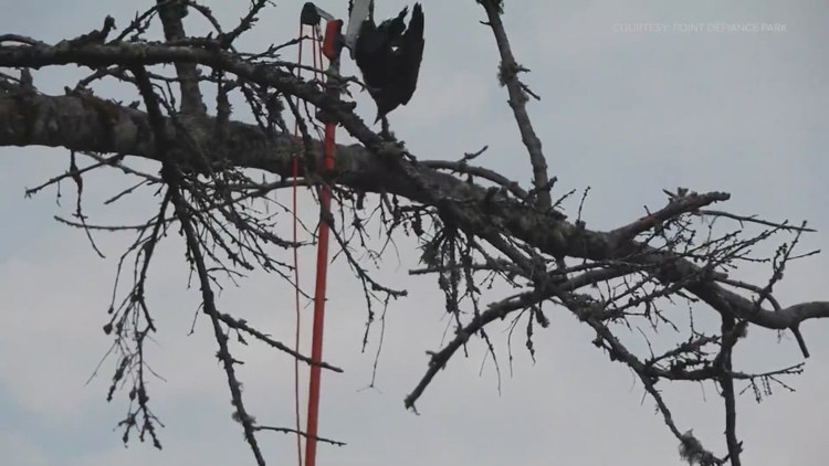  Community comes together to save crow stuck in tree at Tacoma's Point Defiance Park 