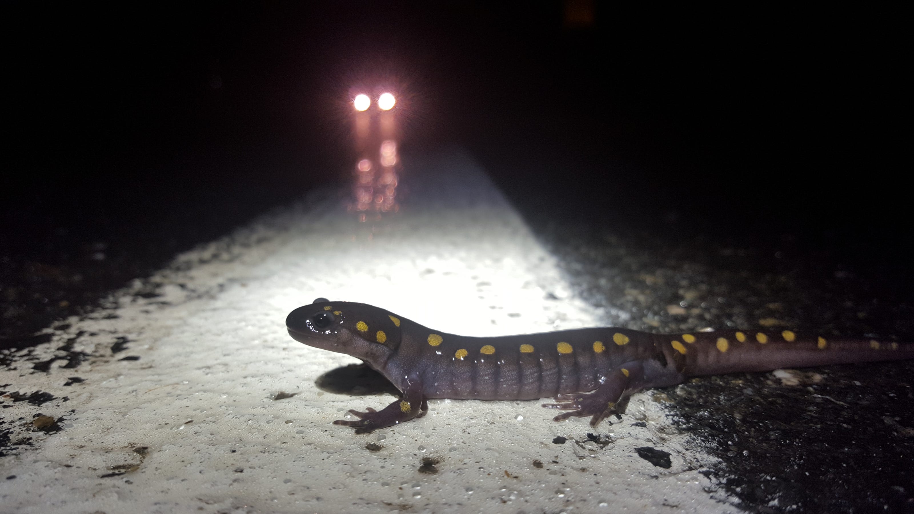  DWG National Park to close River Road so amphibians can cross on warm, wet nights 